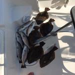 flounder fishing in sunset beach nc